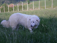 abruzzese mastiff dog